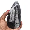 Fossil av ortoceras från marocko - 0