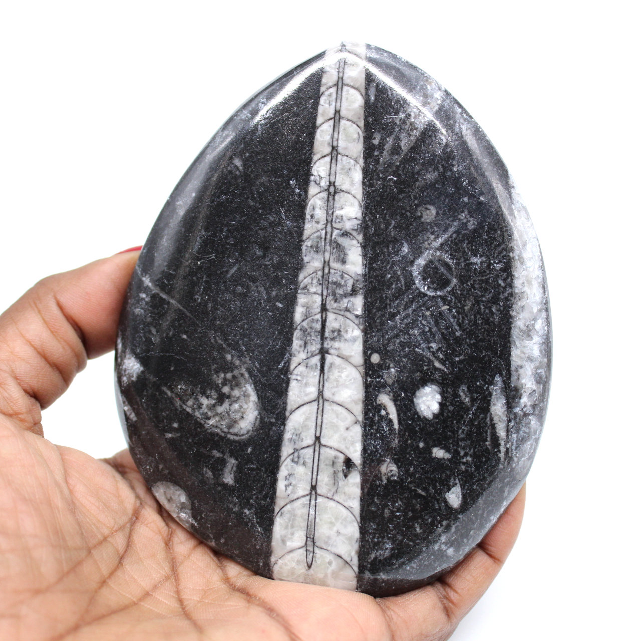 Polerade fossil orthoceras