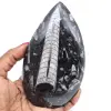 Polerad orthoceras fossil - 0