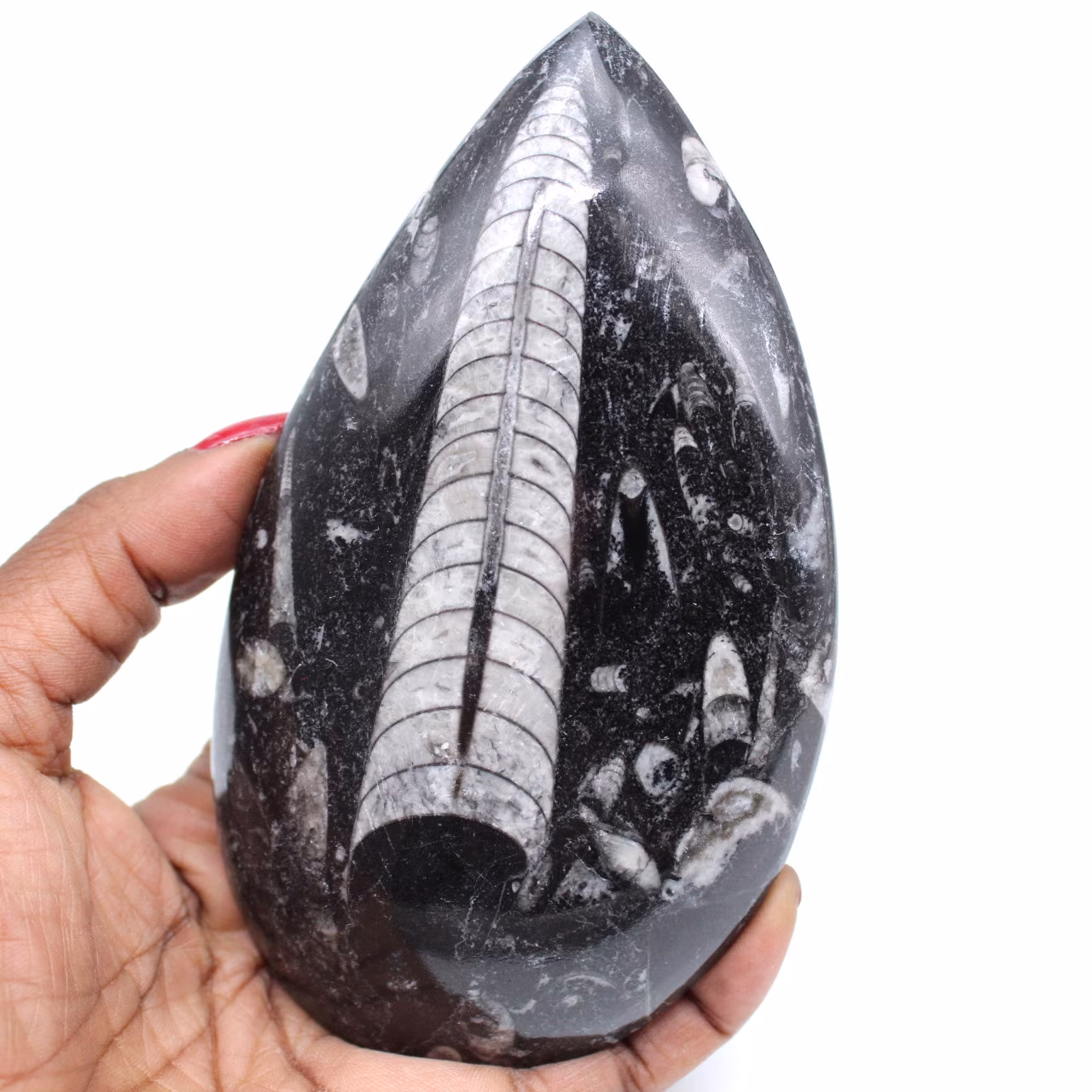 Polerad orthoceras fossil