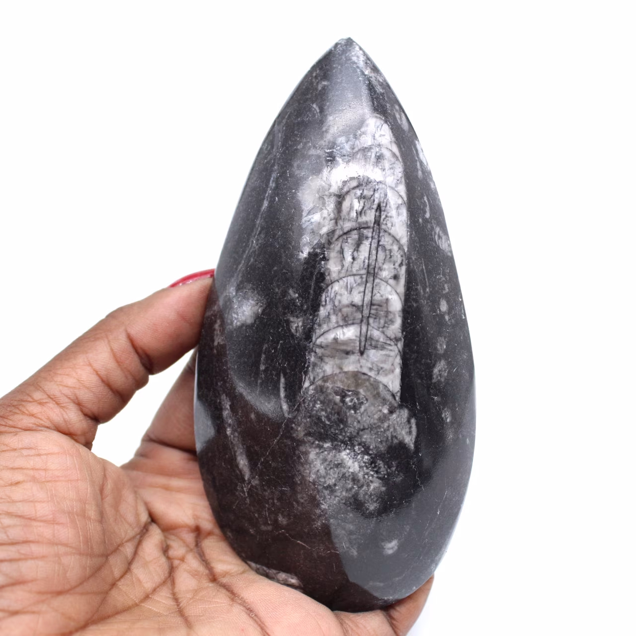 Fossil orthoceras