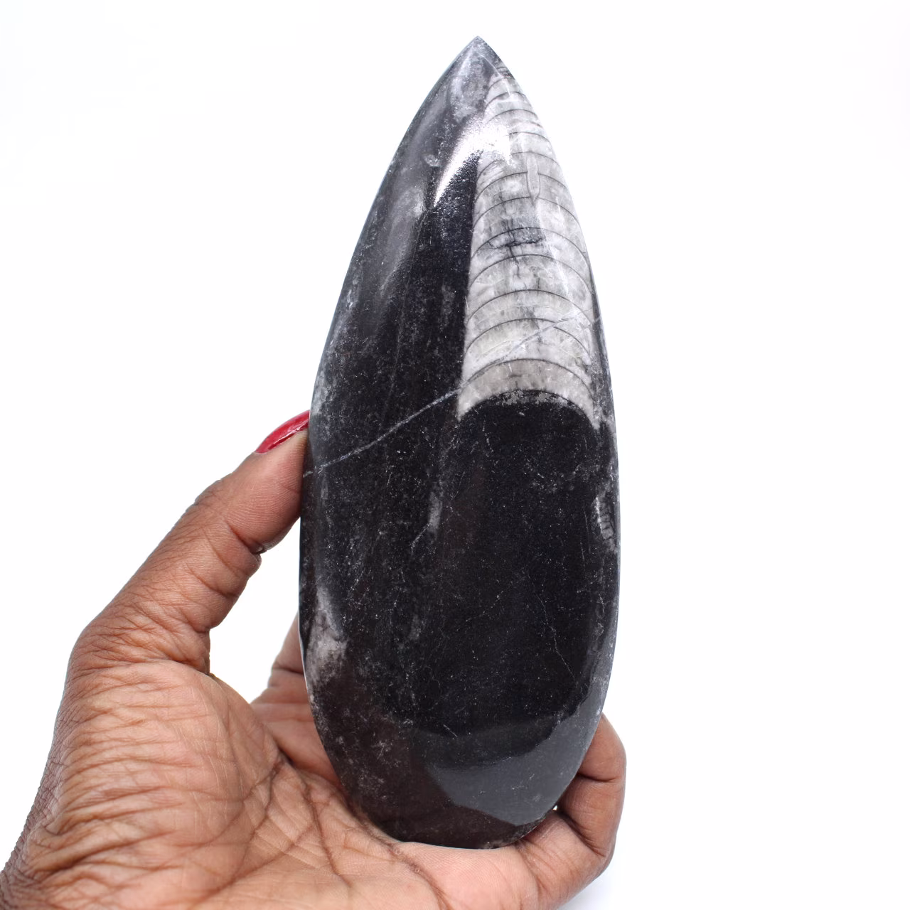 Polerade fossil orthoceras
