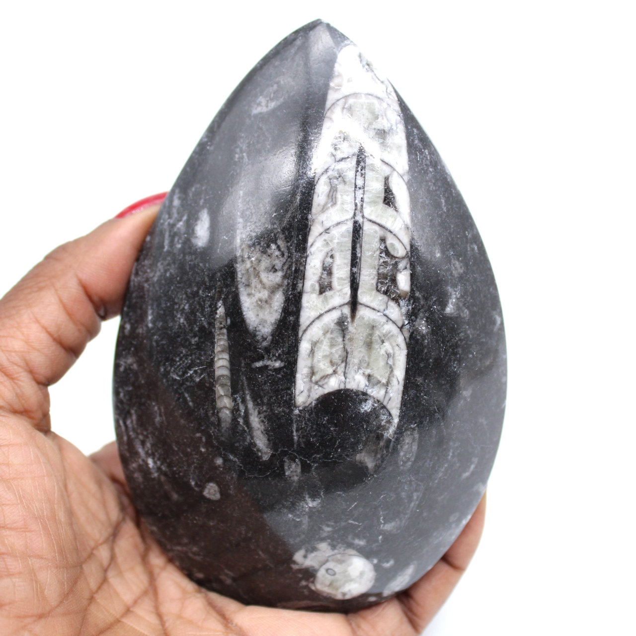 Fossiliserade orthoceras