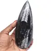 Naturlig ortoceras fossil - 0