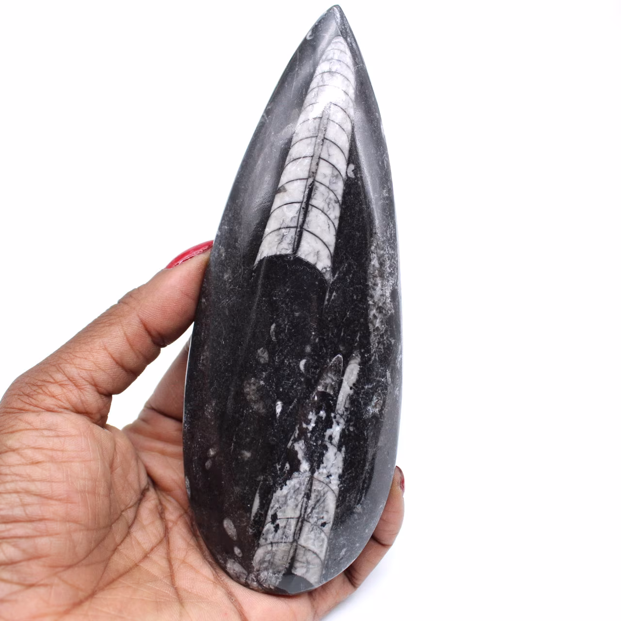 Naturlig ortoceras fossil