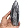 Polerad orthocera fossil - 0
