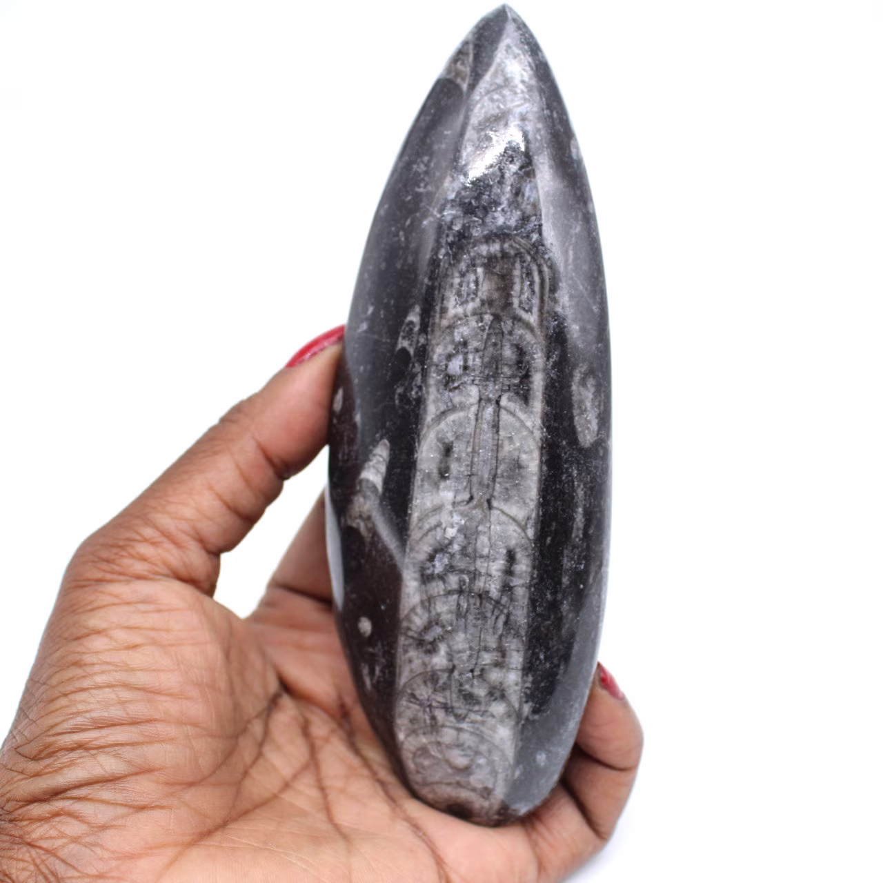 Polerad orthocera fossil