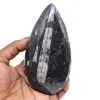 Polerade fossil orthoceras - 0
