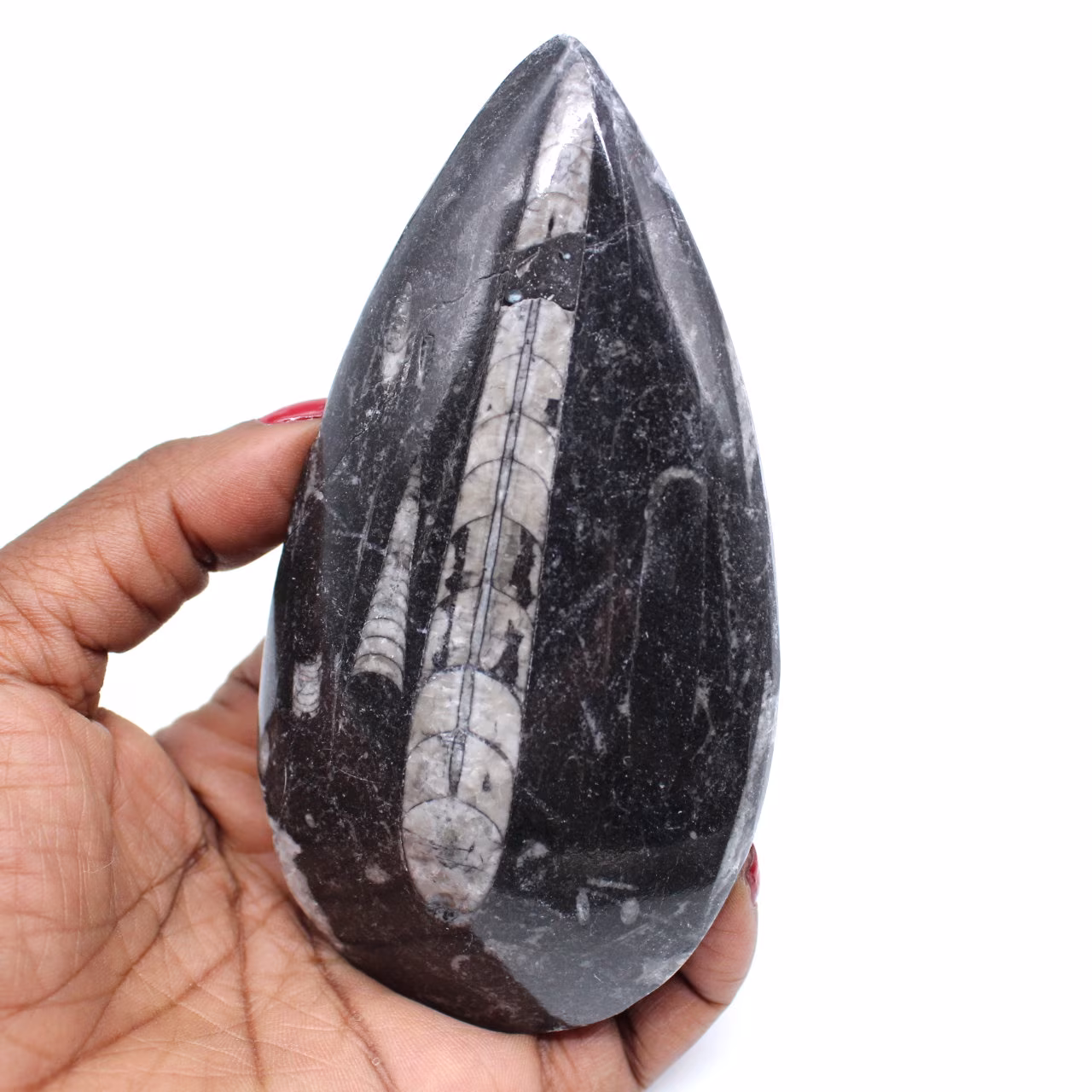 Polerade fossil orthoceras