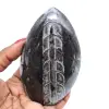 Polerade orthoceras från marocko - 0