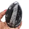Naturliga orthoceras - 0