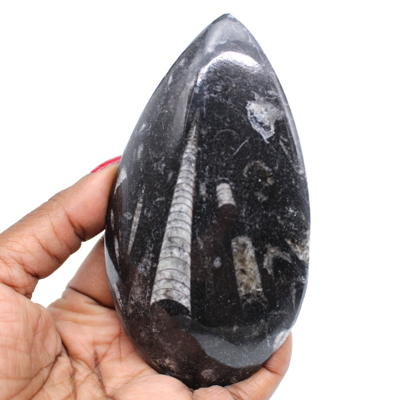 Polerade orthoceras
