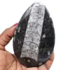 Fossiliserade orthoceras - 0