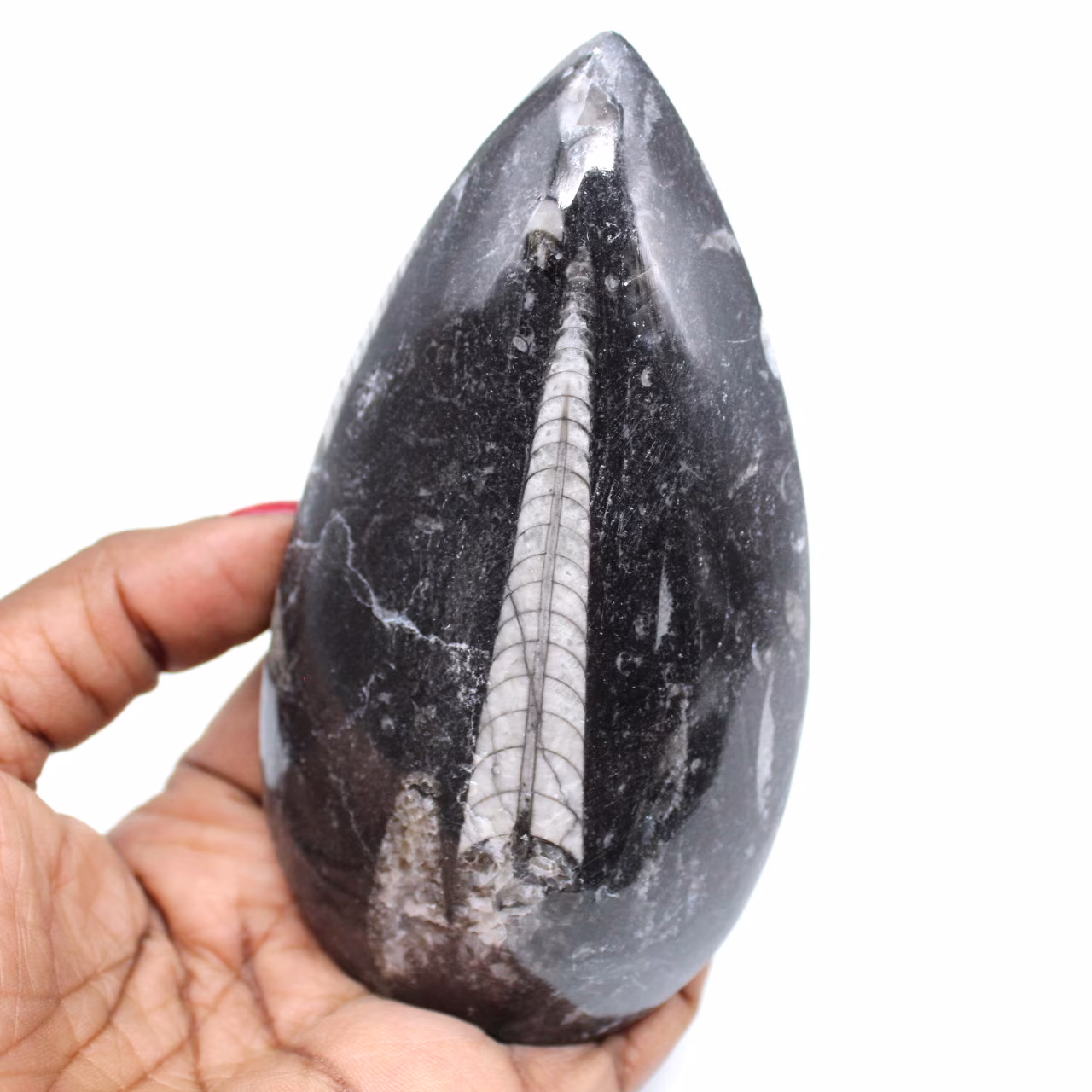 Orthocera fossil