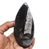 Naturlig ortoceras fossil - 0