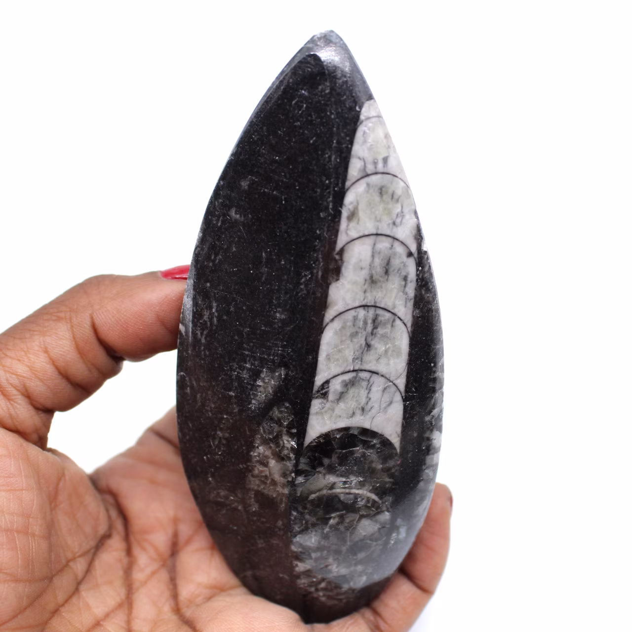 Naturlig ortoceras fossil