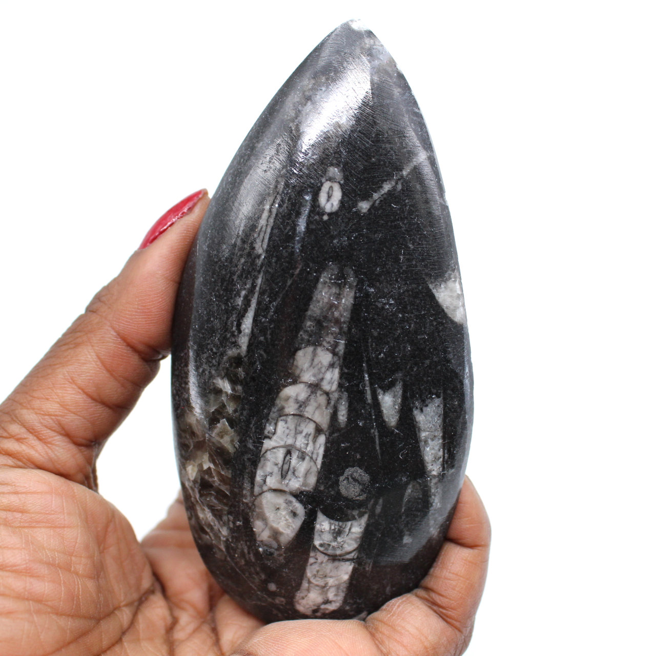 Polerad orthoceras fossil