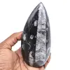 Naturliga orthoceras - 0