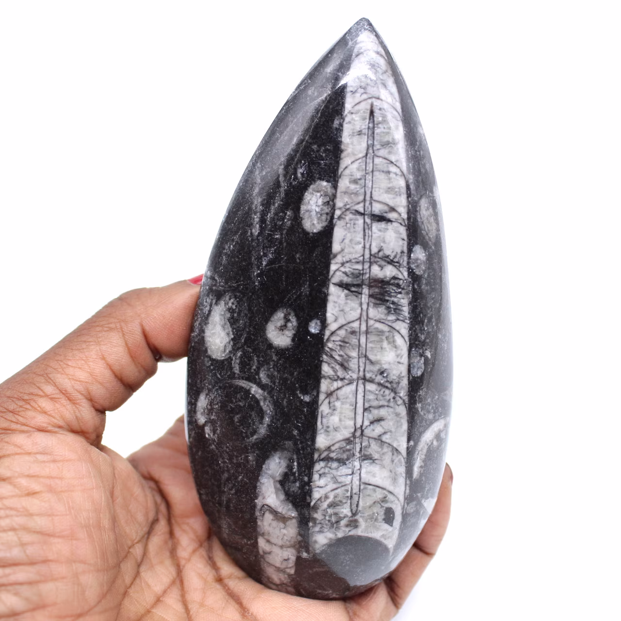 Naturliga orthoceras