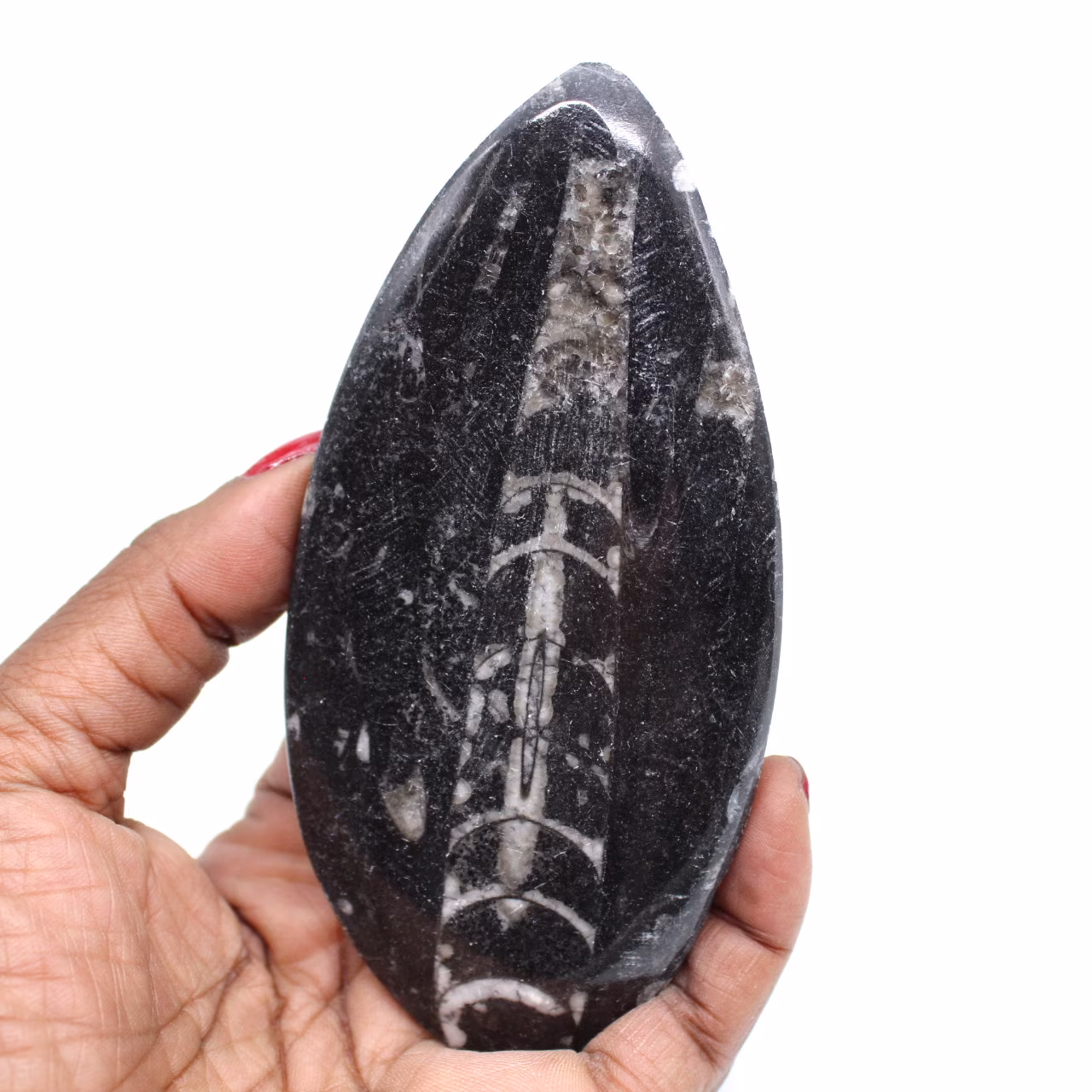 Orthocera fossil