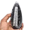 Polerade orthoceras - 0