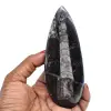Fossiliserade orthoceras - 0