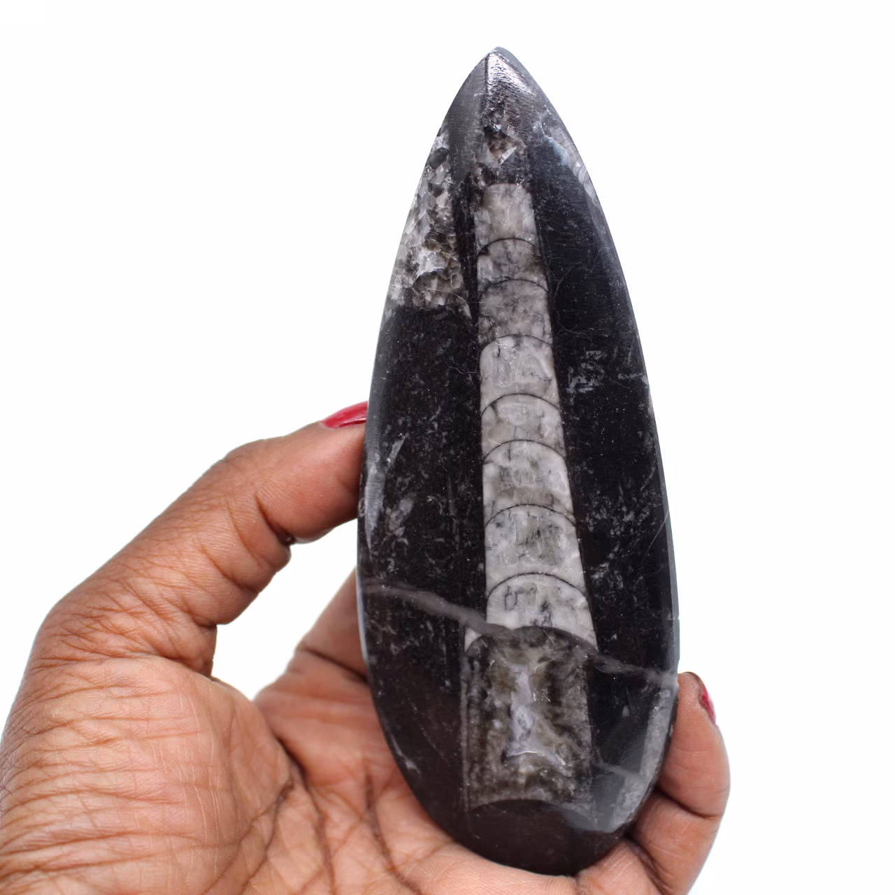 Fossiliserade orthoceras
