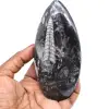 Naturlig ortoceras fossil - 0