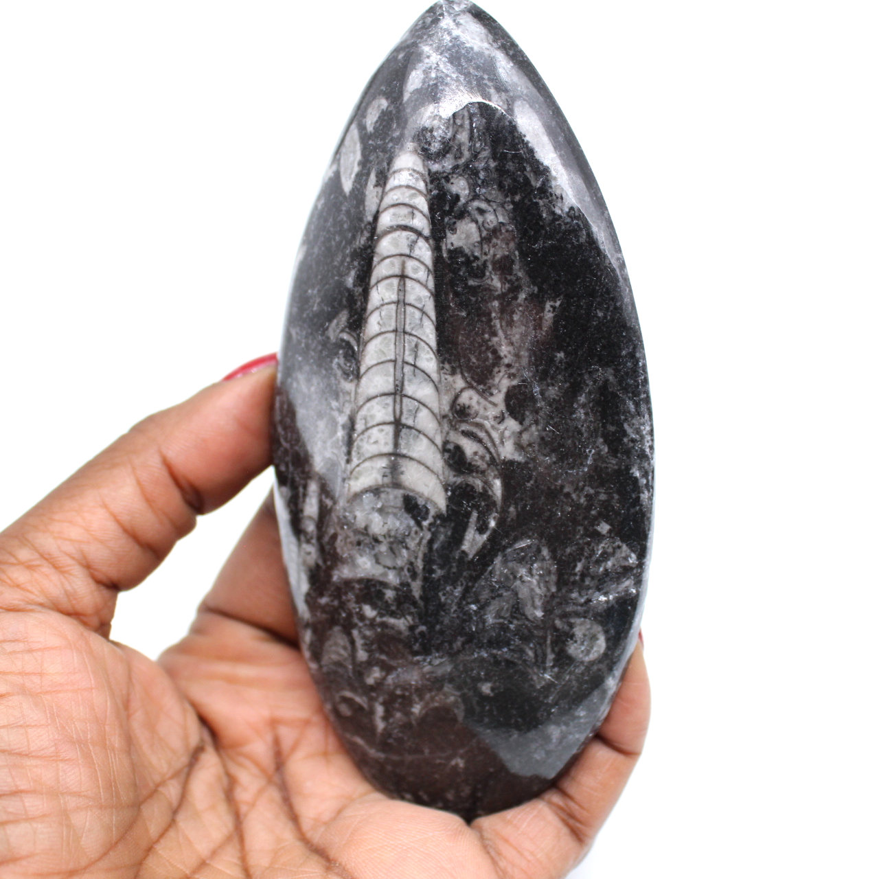 Naturlig ortoceras fossil