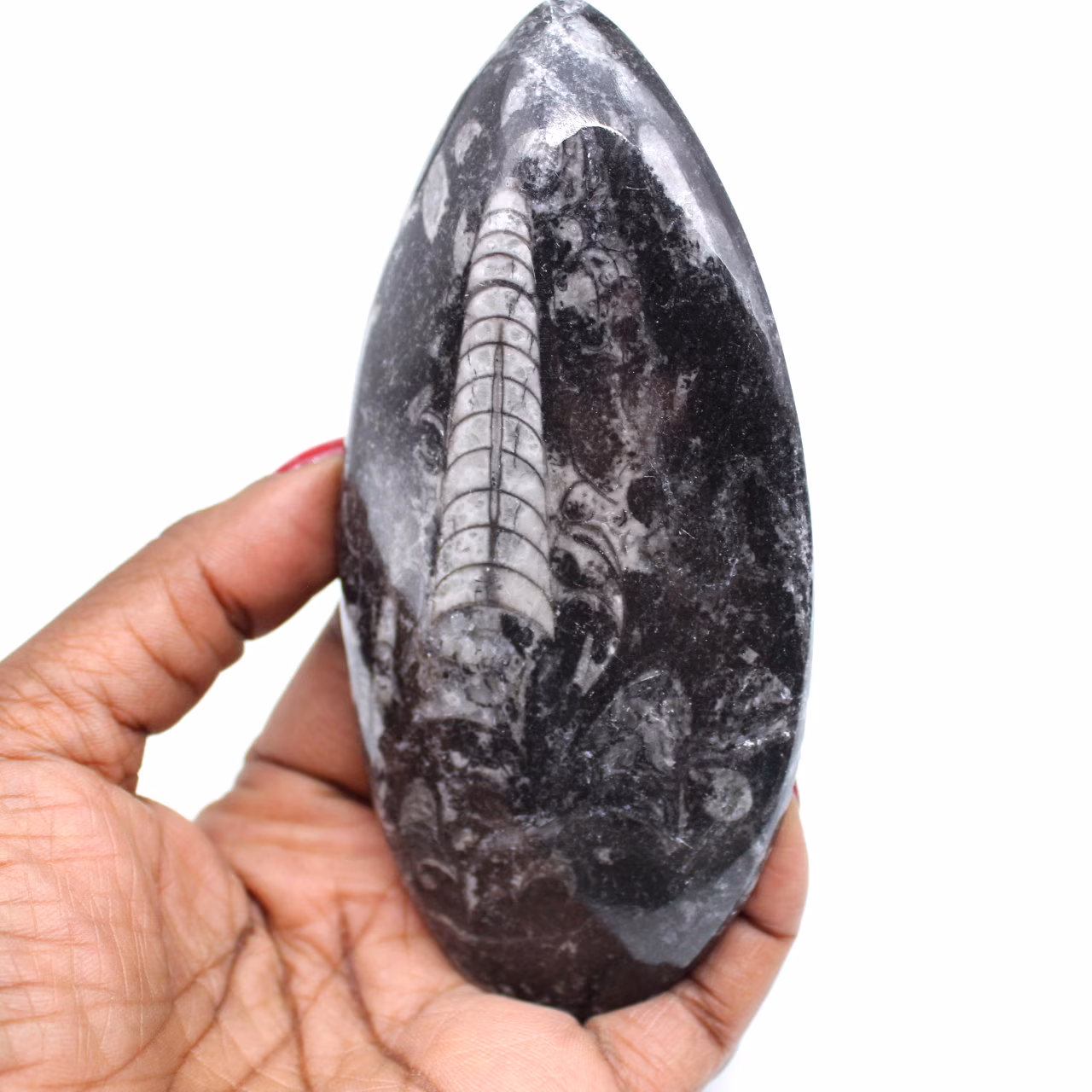Naturlig ortoceras fossil