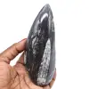 Polerade orthoceras - 0
