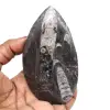 Fossiliserade orthoceras - 0