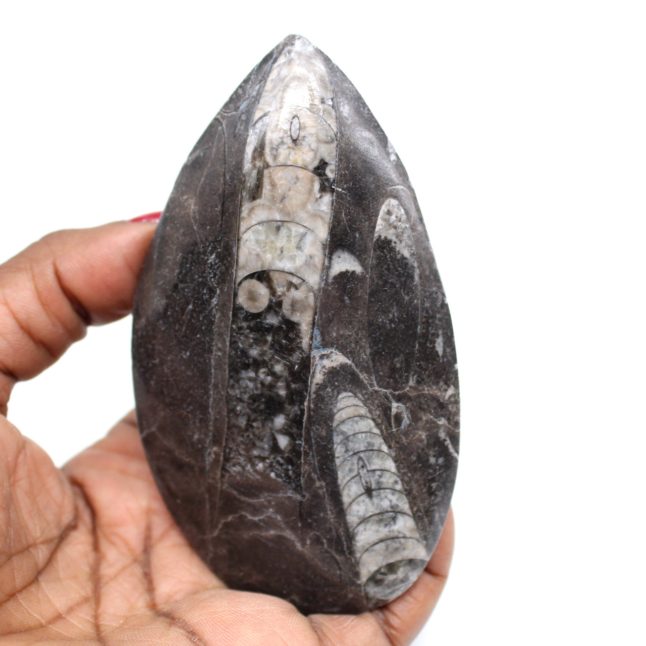 Fossiliserade orthoceras