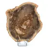 Naturligt fossiliserat trä - 0