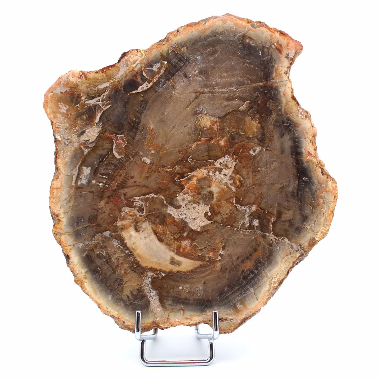 Naturligt fossiliserat trä