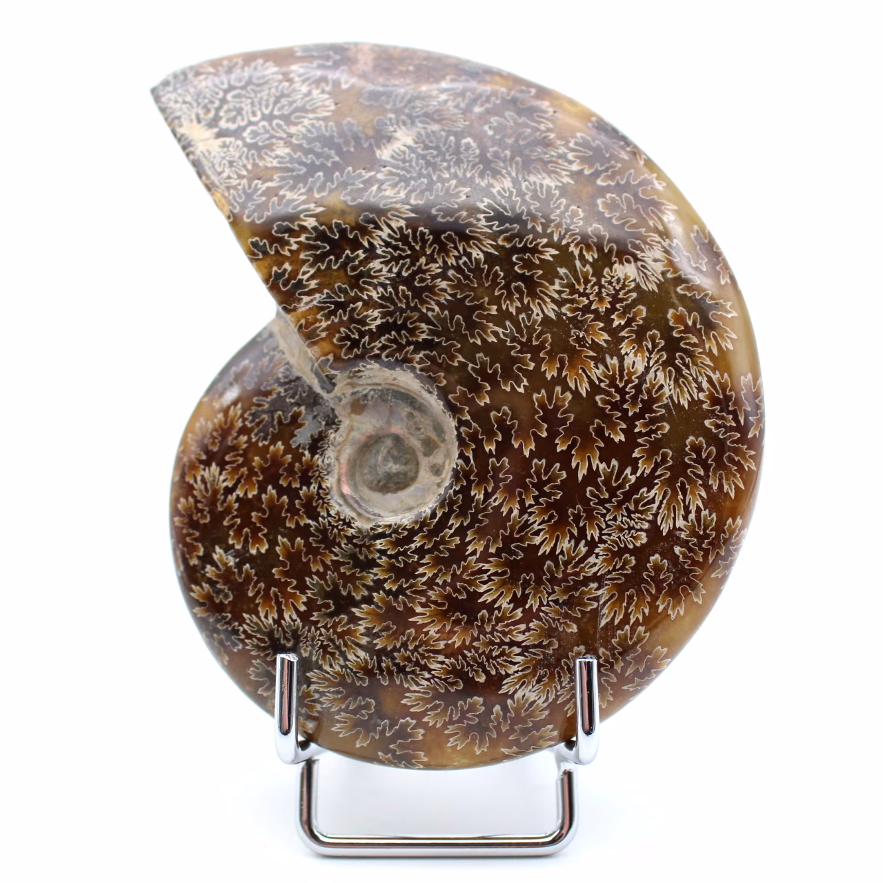 Hel ammonitfossil