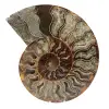 Ett stycke ammonitfossil - 0