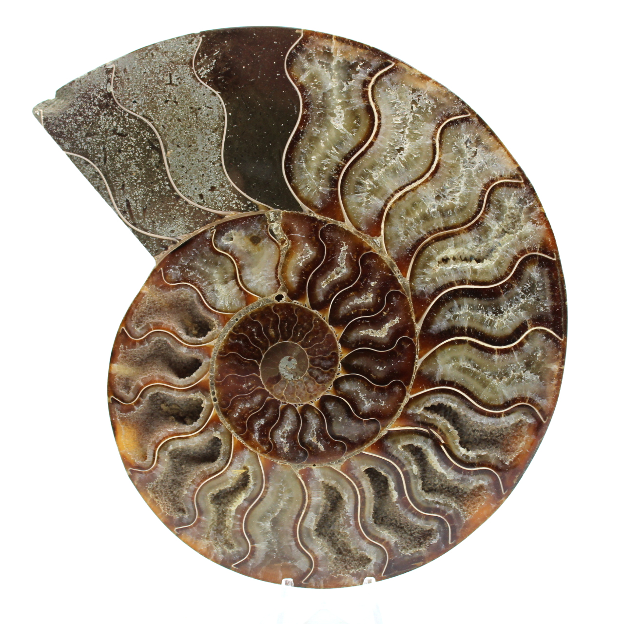 Ett stycke ammonitfossil
