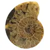 Naturlig ammonit från madagaskar - 0