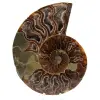 Polerad ammonitfossil - 0