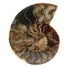 Fossilpolerad naturlig ammonit - 0