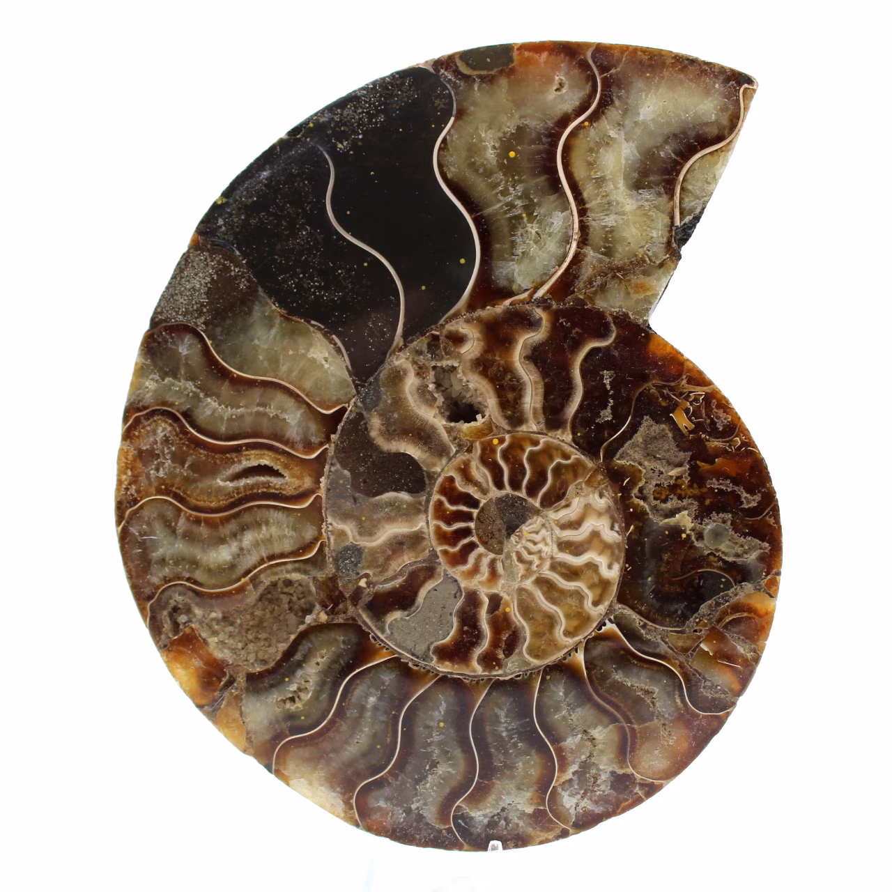 Fossilpolerad naturlig ammonit