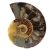 Naturlig polerad ammonit från madagaskar - 0