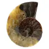 Fossiliserad ammonit - 0