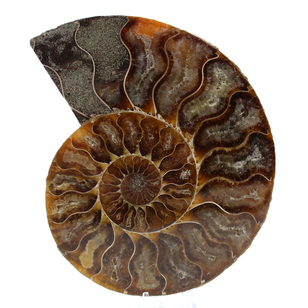 Polerad fossiliserad ammonit