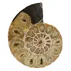 Ett stycke ammonitfossil - 0
