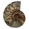 Fossil ammonit från madagaskar - 0