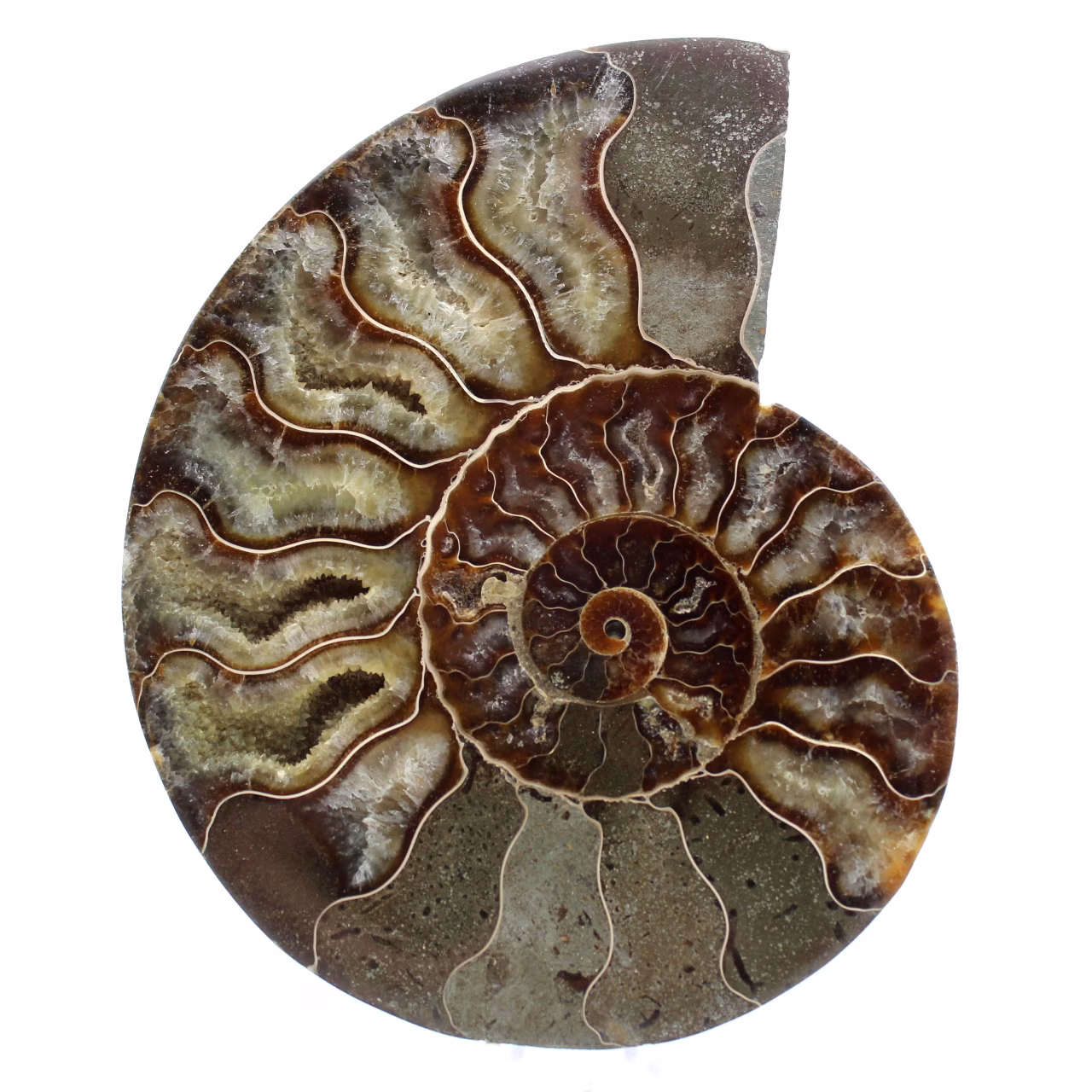 Fossil ammonit från madagaskar