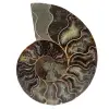 Polerad ammonitfossil - 0