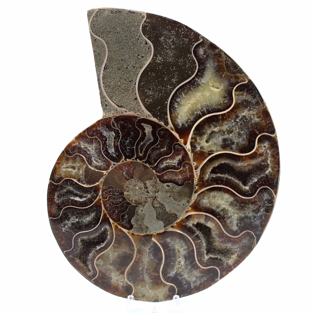 Polerad ammonitfossil